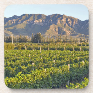 Cabernet Sauvignon-Reben in Huailai Rongchen 2 Untersetzer