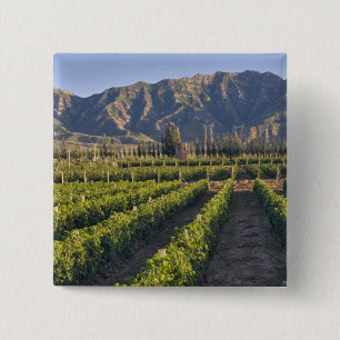 Cabernet-Sauvignon-Reben in Huailai Rongchen Button