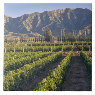 Cabernet Sauvignon-Reben in Huailai Rongchen Fliese