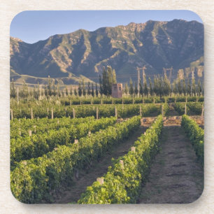 Cabernet-Sauvignon-Reben in Huailai Rongchen Getränkeuntersetzer
