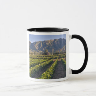 Cabernet Sauvignon Reben in Huailai Rongchen Tasse