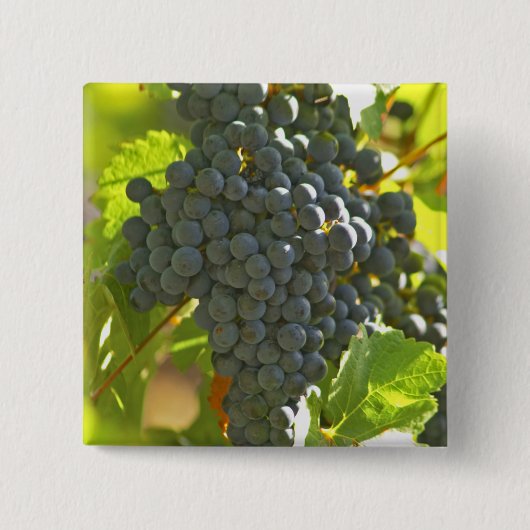 Cabernet Sauvignon Traubchen im Schloss Button (Vorderseite)