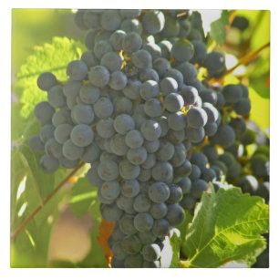 Cabernet Sauvignon Traubchen im Schloss Fliese