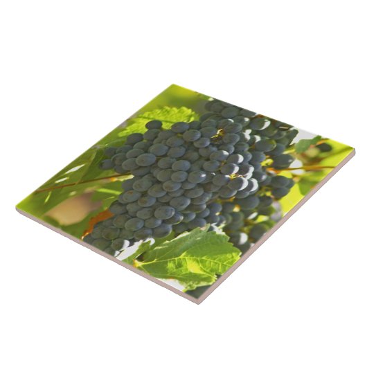 Cabernet Sauvignon Traubchen im Schloss Fliese (Seite)