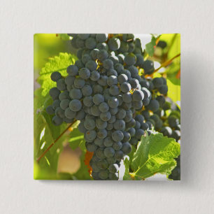 Cabernet Sauvignon Traube im Chateau Button