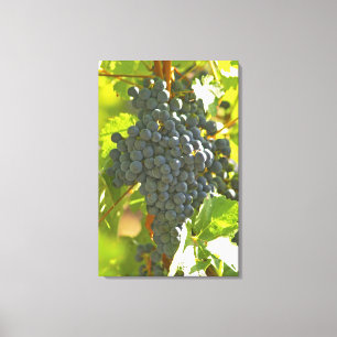 Cabernet-Sauvignon-Traube im Chateau Leinwanddruck