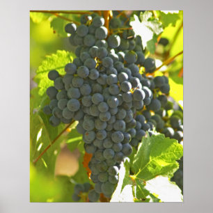 Cabernet Sauvignon Traube im Chateau Poster