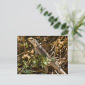 Cabo Lizzard 2 Postkarte (Stehend Vorderseite)