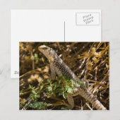 Cabo Lizzard 2 Postkarte (Vorne/Hinten)