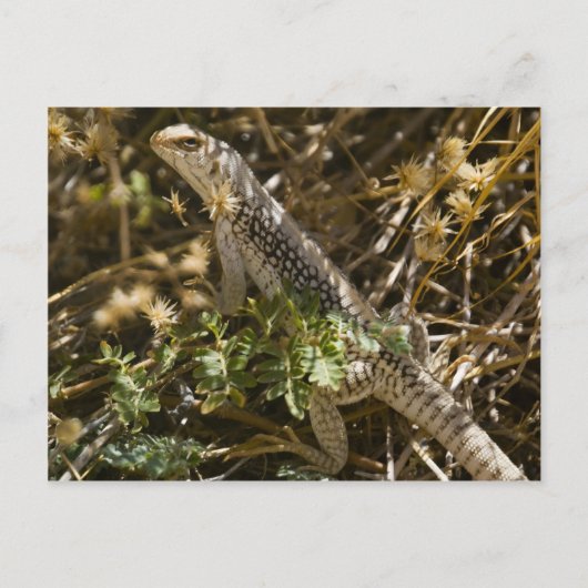 Cabo Lizzard 2 Postkarte (Vorderseite)