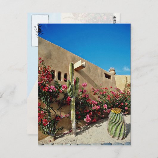 Cabo San Lucas, Baja, Mexiko Blume Postkarte (Vorne/Hinten)