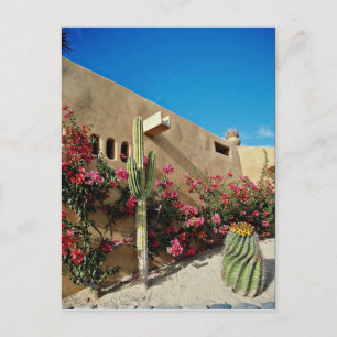 Cabo San Lucas, Baja, Mexiko Blume Postkarte