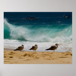 Cabo Seagull 2 Poster