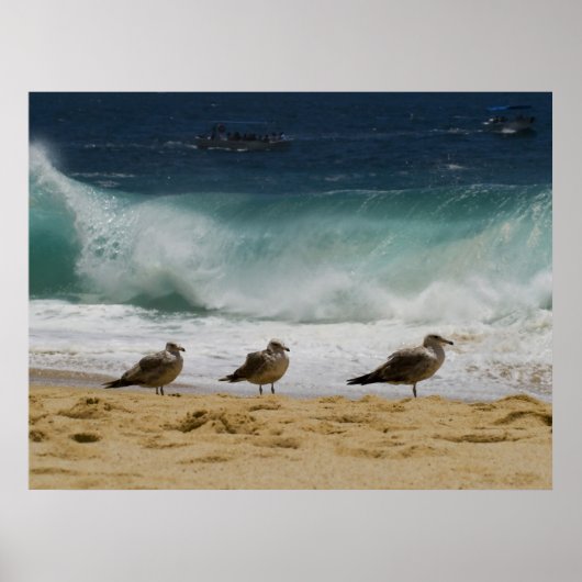 Cabo Seagull 2 Poster (Vorne)