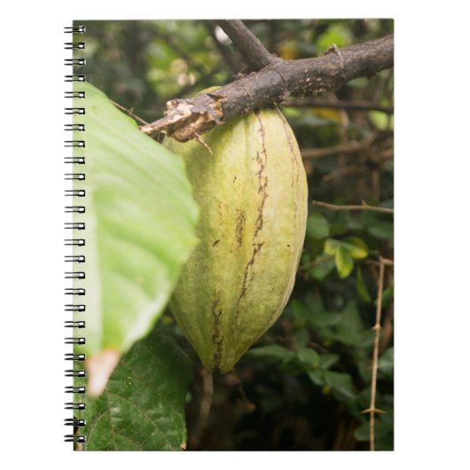 cacao pod notizblock (Vorderseite)