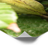 cacao pod poster (Ecke)