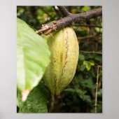 cacao pod poster (Vorne)
