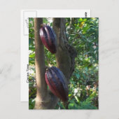 Cacao Tree Postcard Postkarte (Vorne/Hinten)