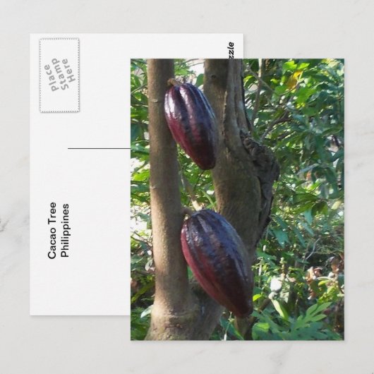 Cacao Tree Postcard Postkarte (Vorne/Hinten)