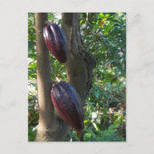Cacao Tree Postcard Postkarte (Vorderseite)