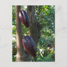 Cacao Tree Postcard Postkarte
