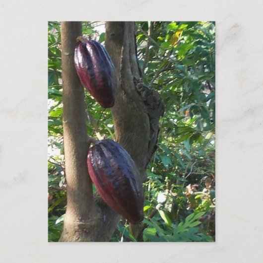 Cacao Tree Postcard Postkarte (Vorderseite)