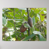 Cacao Tree Poster (Vorne)
