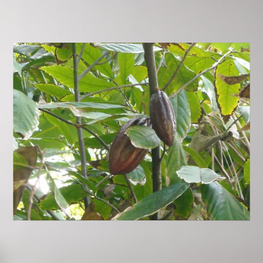 Cacao Tree Poster (Vorne)
