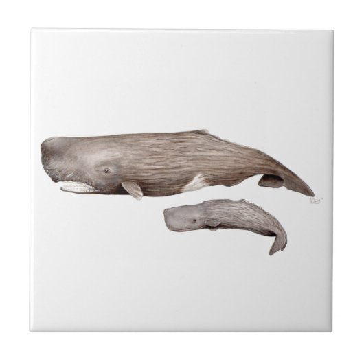 Cachalote, Mutter und Zucht, Fliese (Vorderseite)