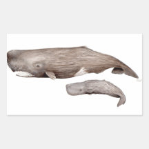 Cachalote, Mutter und Zucht,