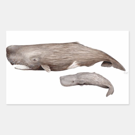 Cachalote, Mutter und Zucht, Rechteckiger Aufkleber (Vorderseite)