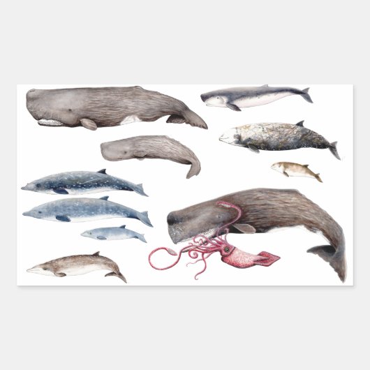 Cachalote und Zifios: Wale der Tiefen Rechteckiger Aufkleber (Vorderseite)