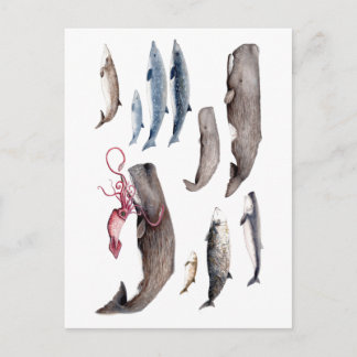 Cachalote y zifios: Ballenas de las profundidades Postkarte