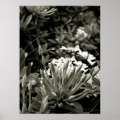 CAcho de Botões Poster (Vorne)