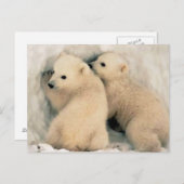 Cachorros von Oso Polar Postkarte (Vorne/Hinten)