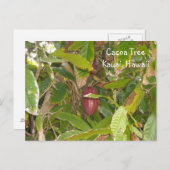 Cacoa Tree Postkarte (Vorne/Hinten)