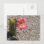 Cacti Bloom Postkarte (Vorne/Hinten)