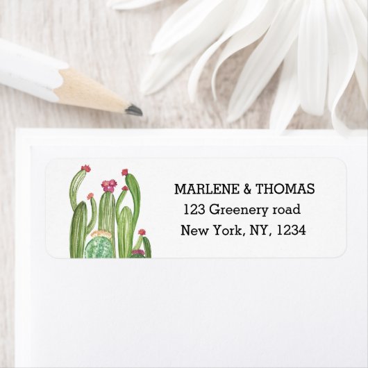 Cacti Cactus Desert Script Moderne Sukkulturen (Insitu)