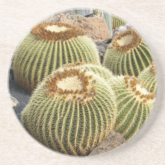 Cacti Coaster Untersetzer (Vorne)
