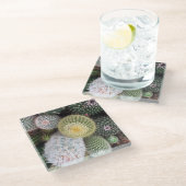 Cacti Glass Untersetzer (Schrägansicht)