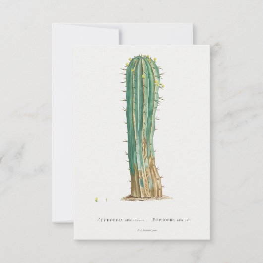 Cacti-Pflanze Vintage Abbildung (Vorderseite)