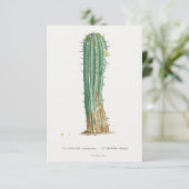 Cacti-Pflanze Vintage Abbildung (Stehend Vorderseite)