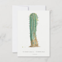 Cacti-Pflanze Vintage Abbildung