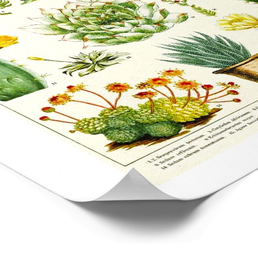 Cacti Succulent Scientific Chart Poster (Ecke)