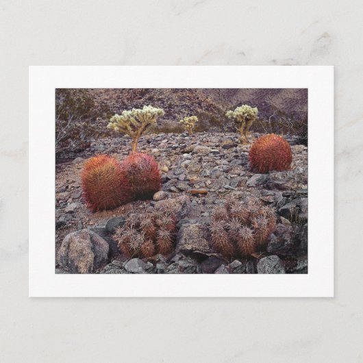 " Cacti Variety Pack " Postkarte (Vorderseite)