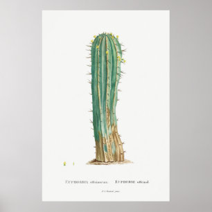 Cacti Vintag Illustrations-Pflanze Poster