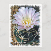 Cactus ポストカード postkarte (Vorderseite)