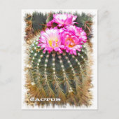 Cactus ポストカード postkarte (Vorderseite)