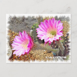 Cactus ポストカード postkarte