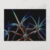 Cactus 1 pccnm postkarte (Vorderseite)